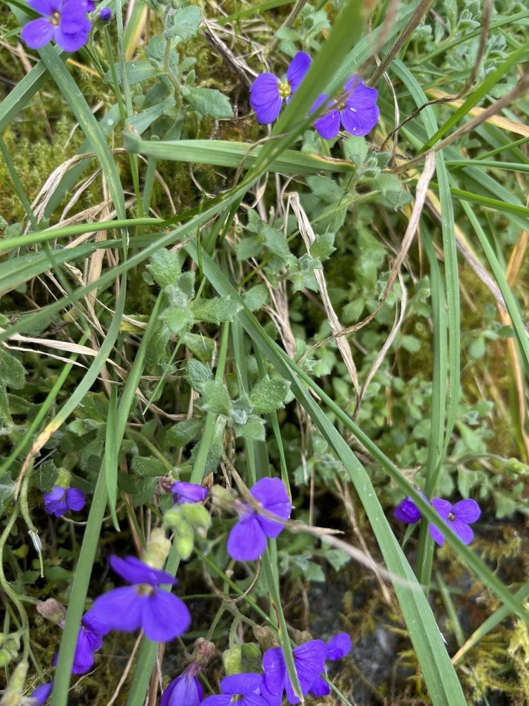 Aubrieta Deltoidea