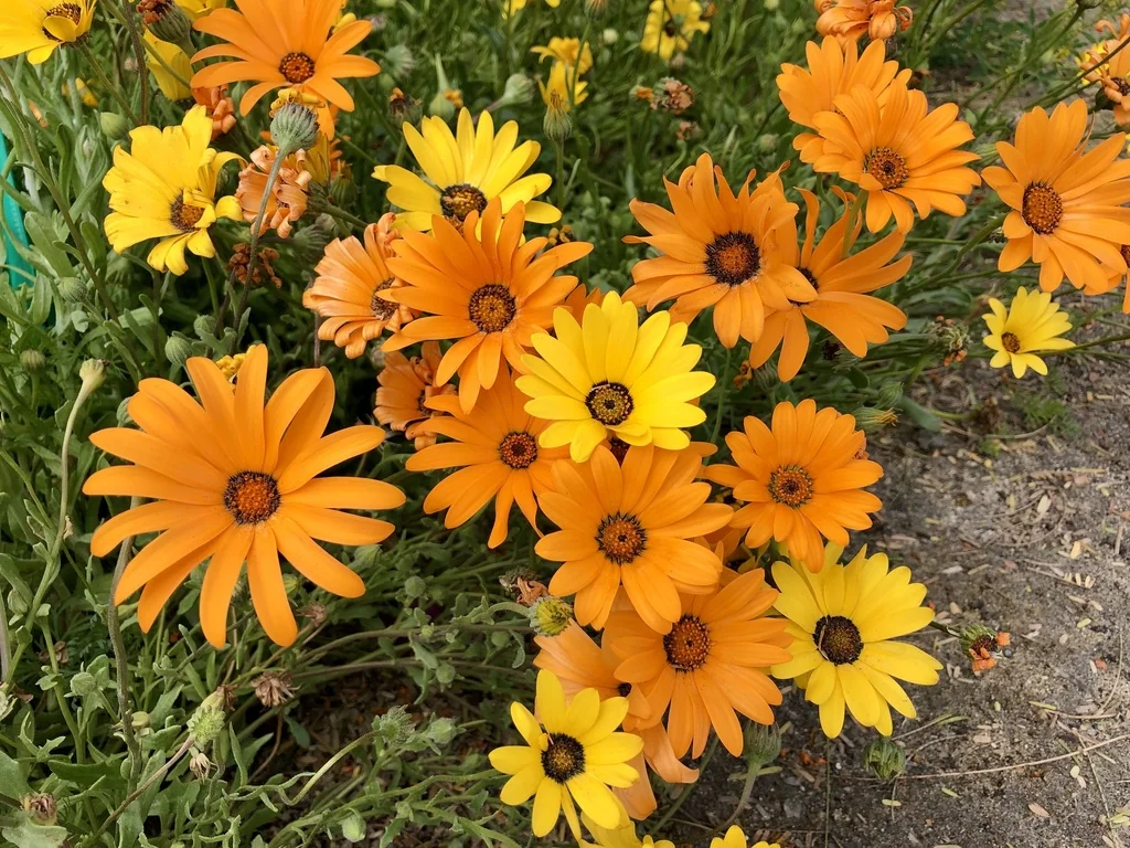 Dimorphotheca Aurantiaca