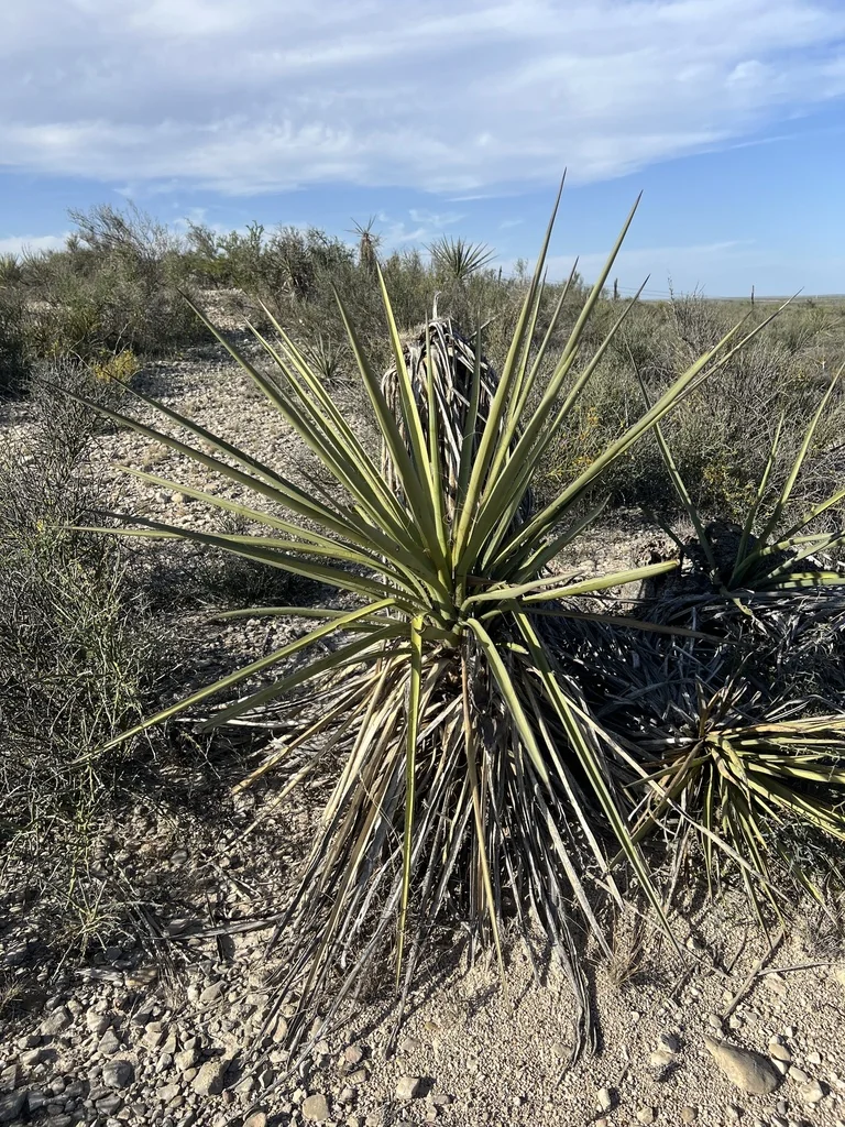 Yucca Torreyi