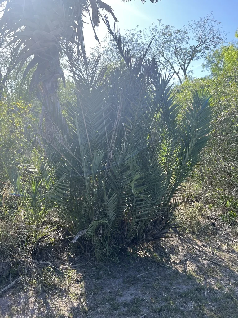 Phoenix Dactylifera