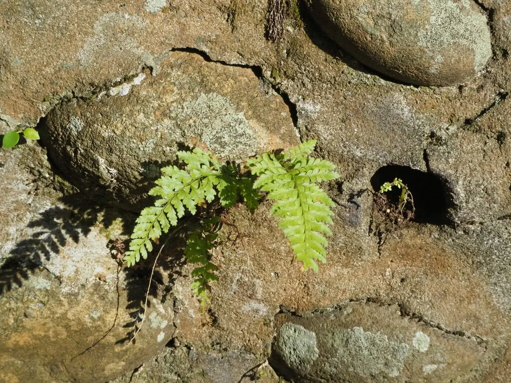 Microlepia Strigosa