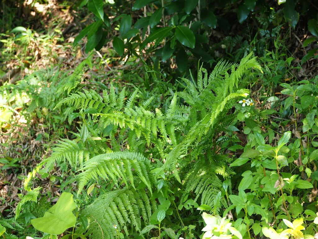 Microlepia Strigosa
