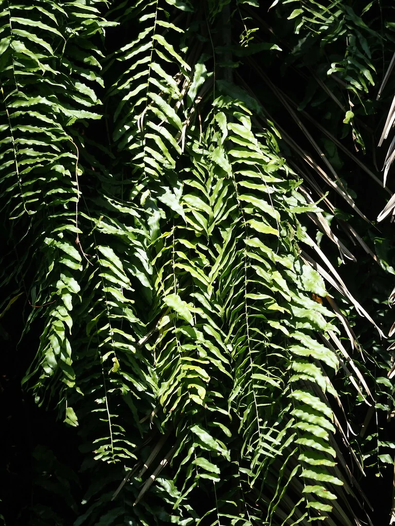 Nephrolepis biserrata
