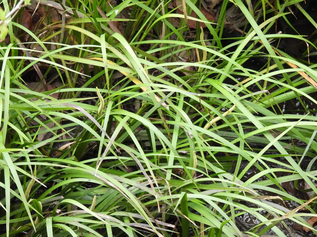Acorus gramineus