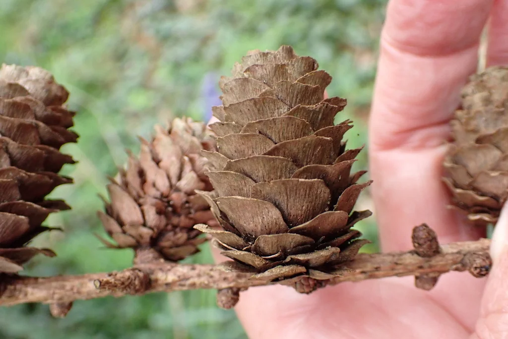 Larix Kaempferi