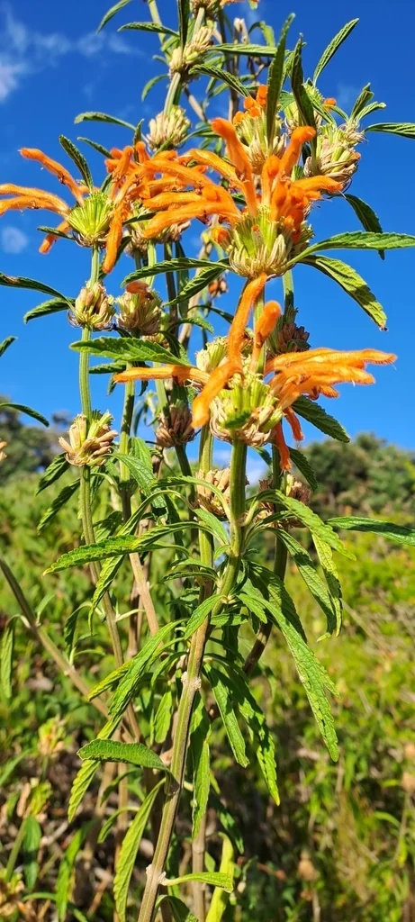 Leonotis Leonurus