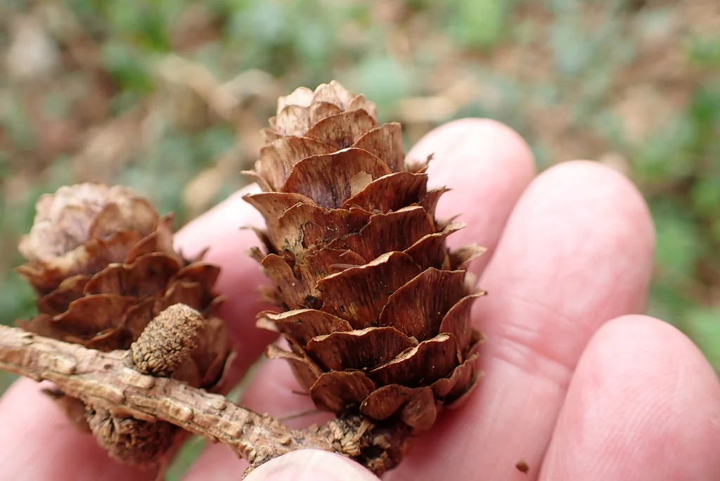 Larix Kaempferi