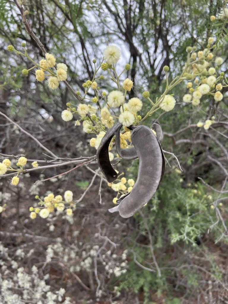 Acacia Berlandieri