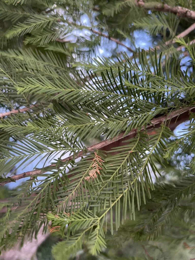 Taxodium Mucronatum