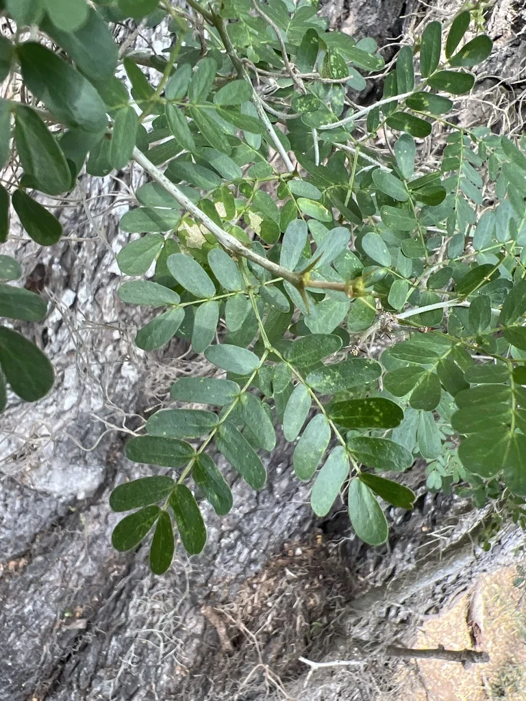 Ebenopsis Ebano