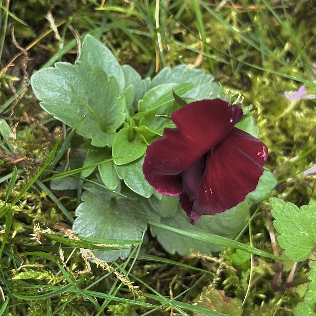 Viola X Wittrockiana