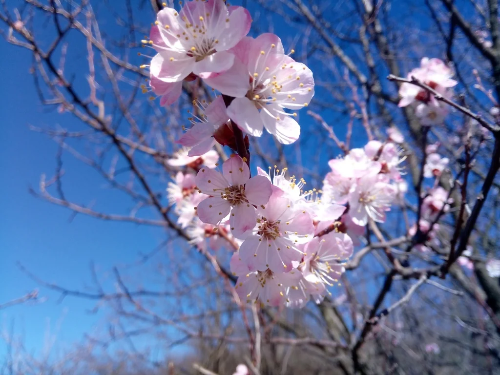 Prunus Armeniaca
