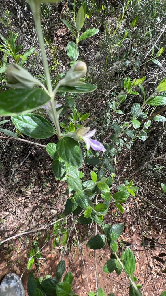 Teucrium Fruticans