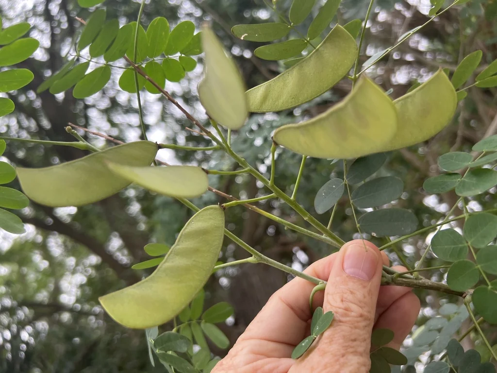 Caesalpinia Mexicana