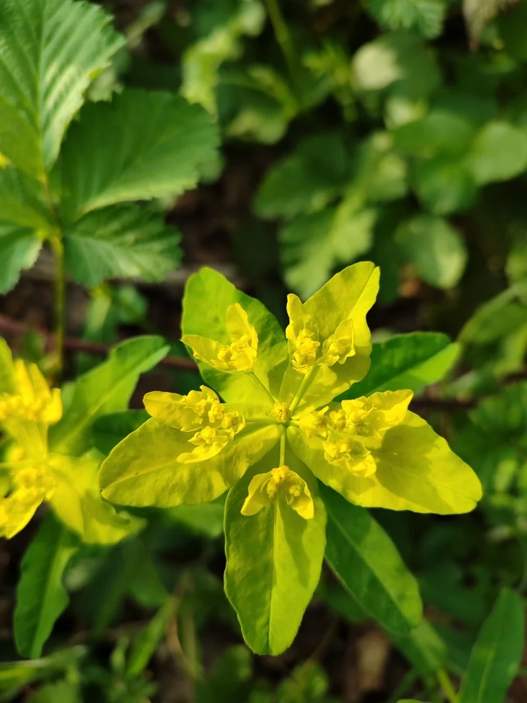 Euphorbia Polychroma
