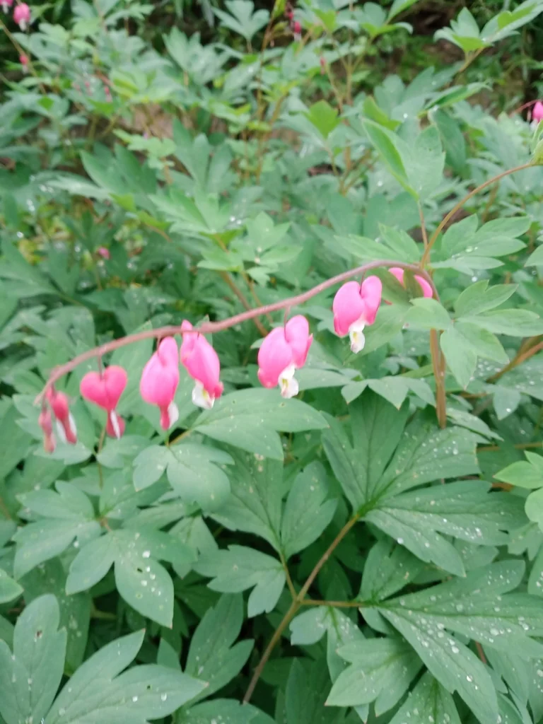 Dicentra spectabilis