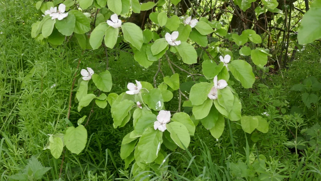 Cydonia Oblonga