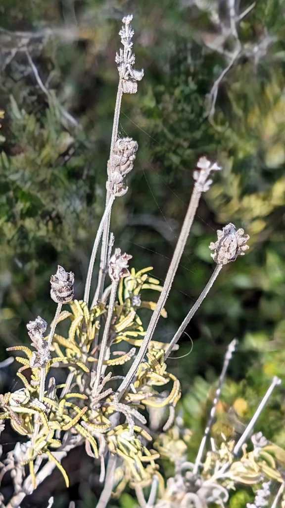 Lavandula Dentata