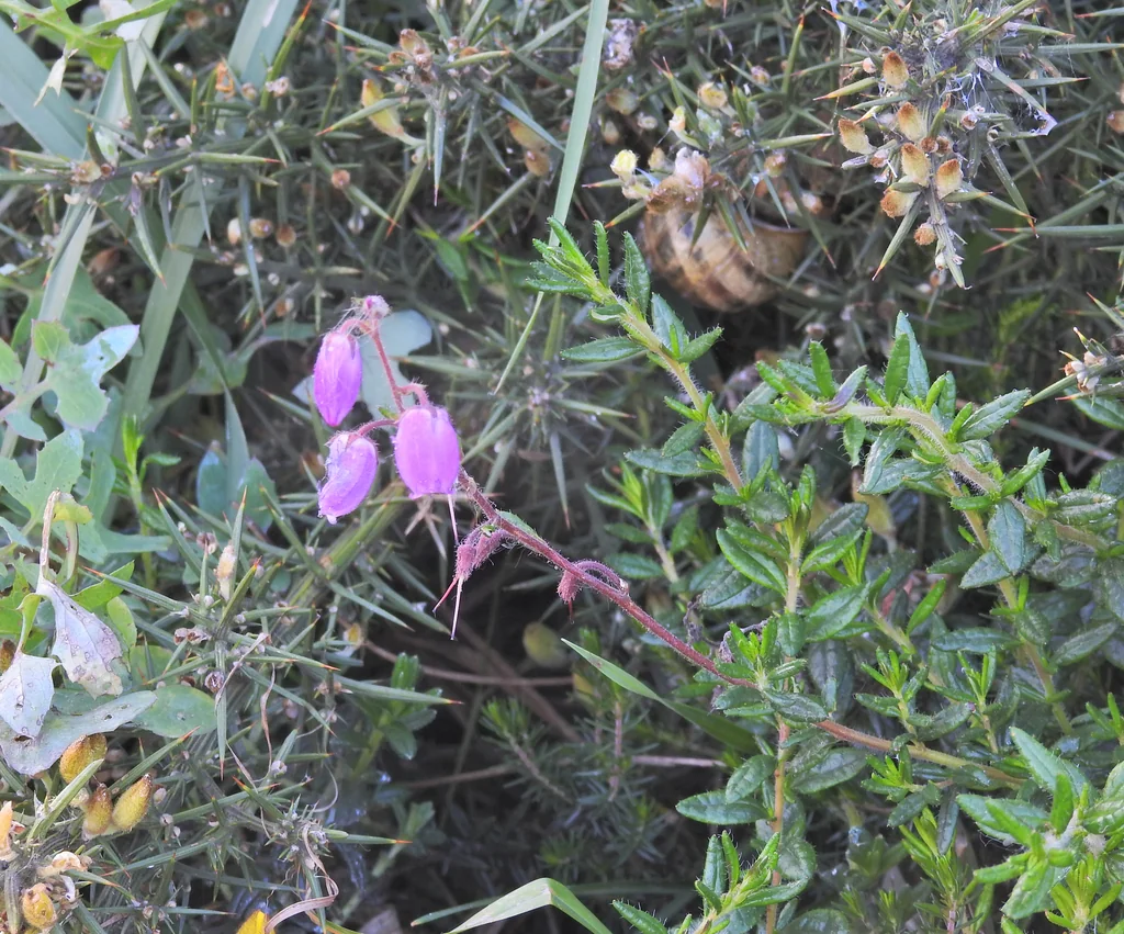 Daboecia Cantabrica