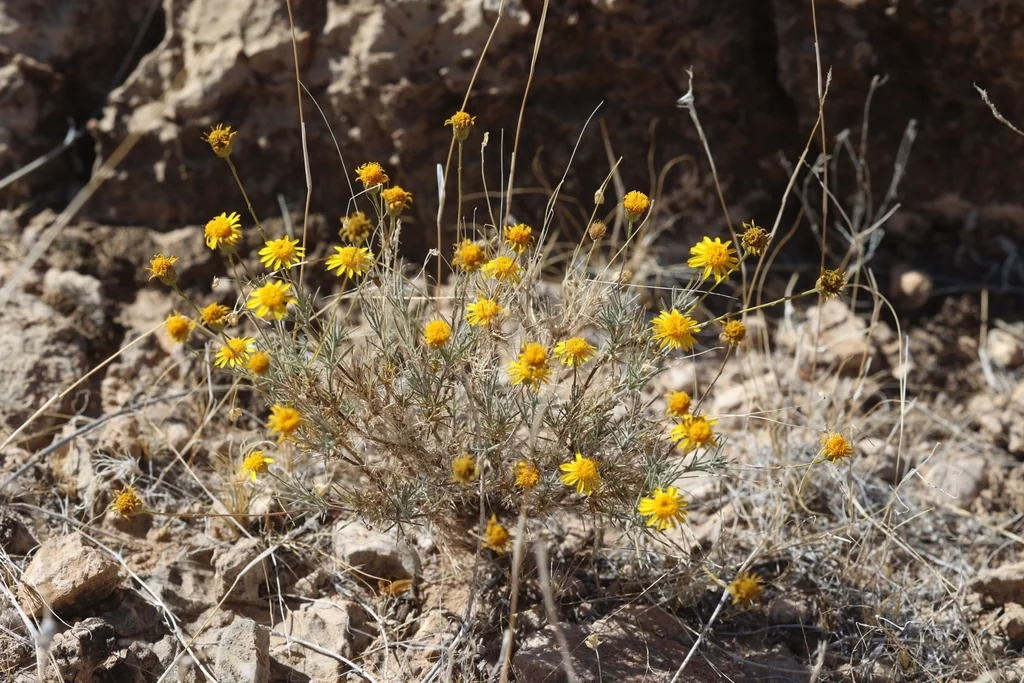 Thymophylla Pentachaeta