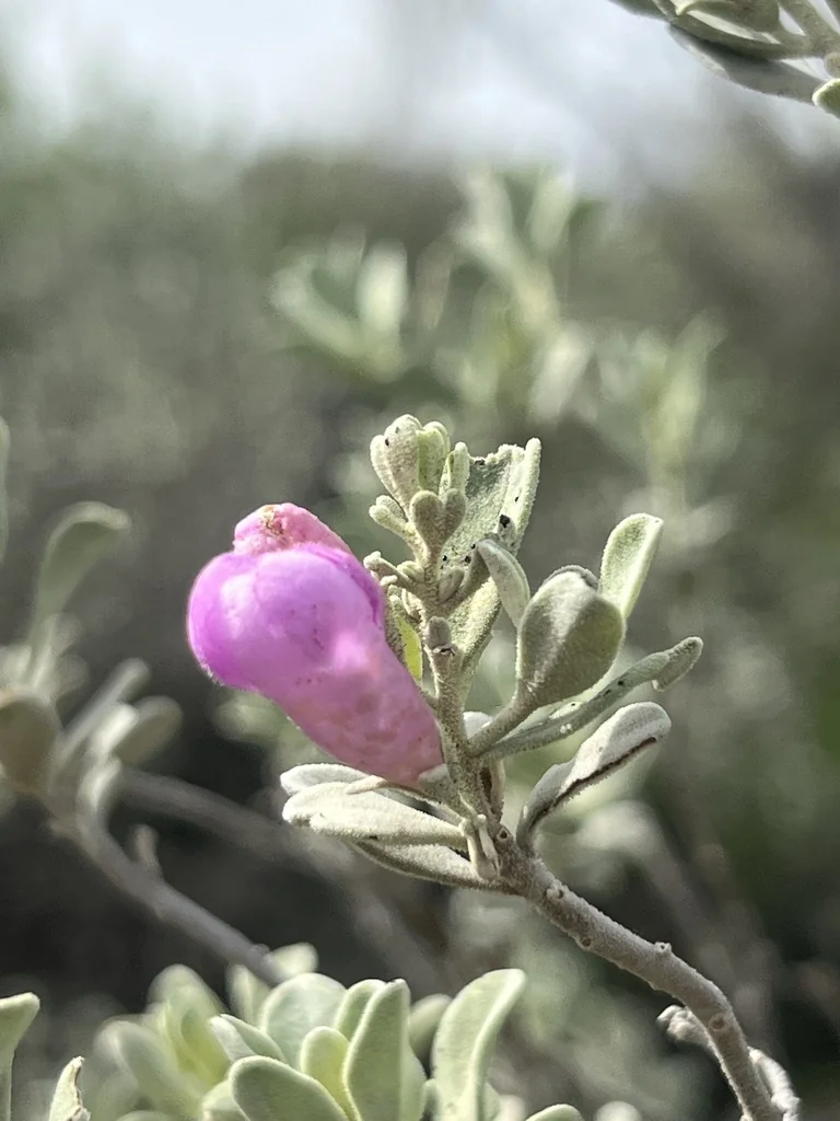 Leucophyllum Frutescens