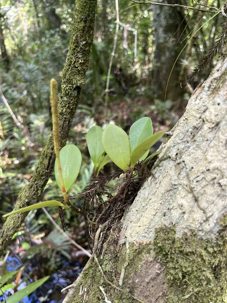 Peperomia obtusifolia