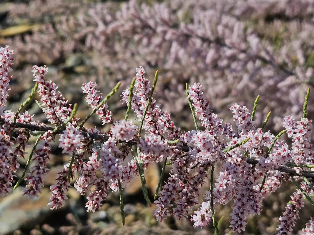 Tamarix Parviflora