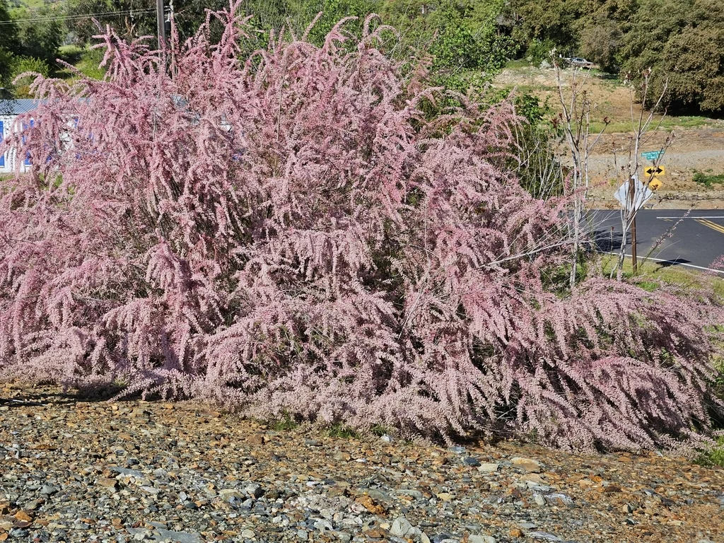 Tamarix Parviflora