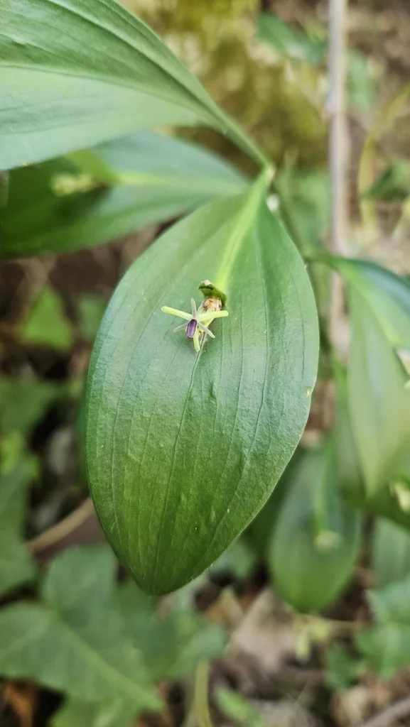 Ruscus Hypoglossum