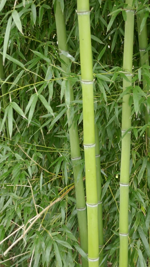 Phyllostachys Aurea