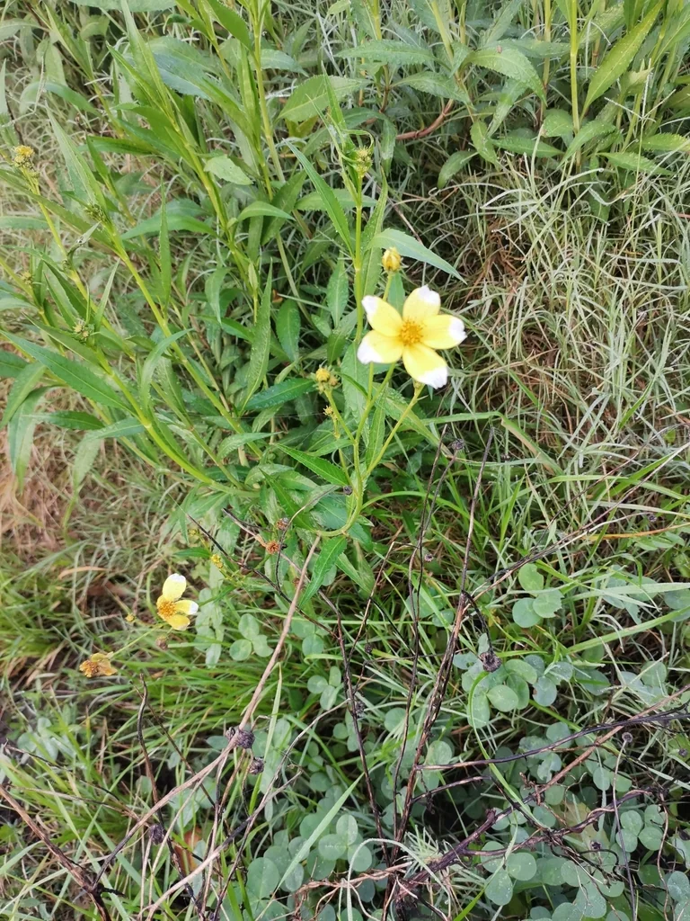 Bidens ferulifolia