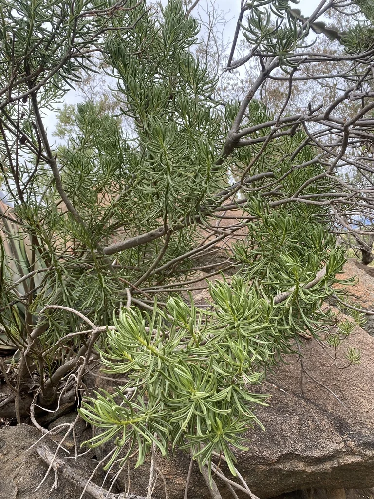 Senecio Barbertonicus