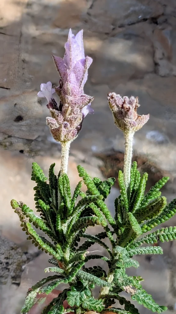 Lavandula Dentata