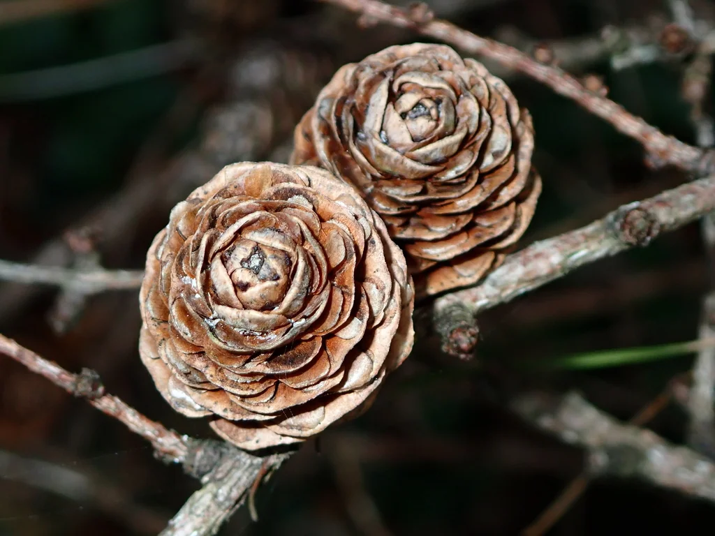 Larix Kaempferi