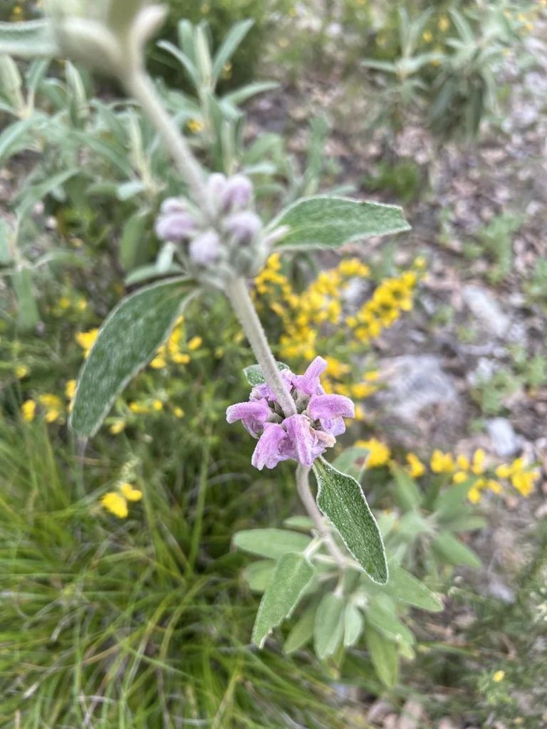 Phlomis Purpurea