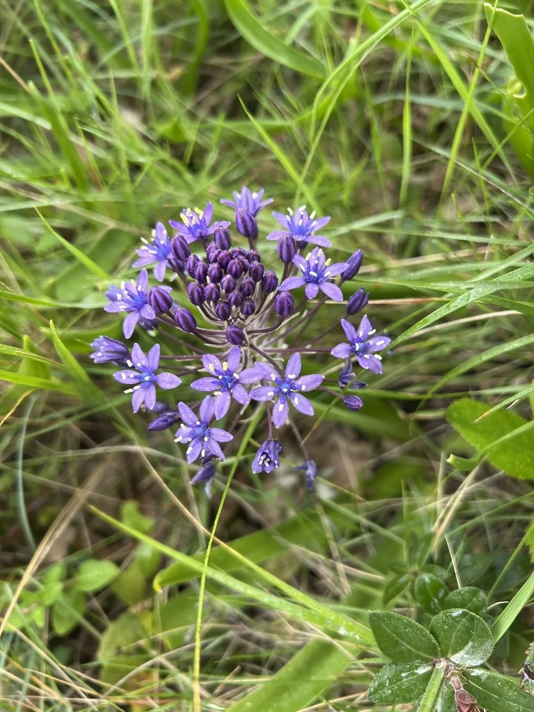 Scilla Peruviana
