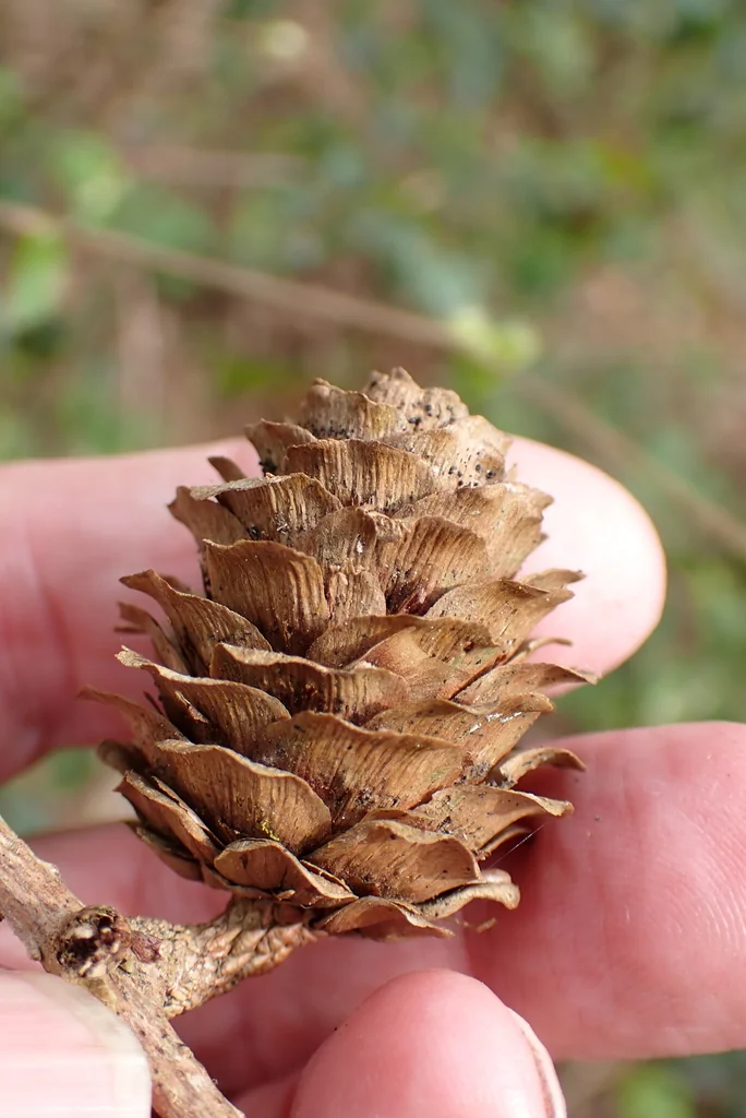 Larix Kaempferi