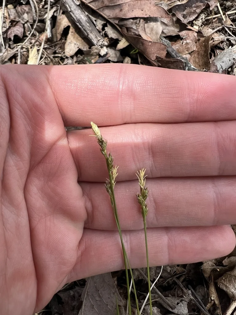 Carex Albicans