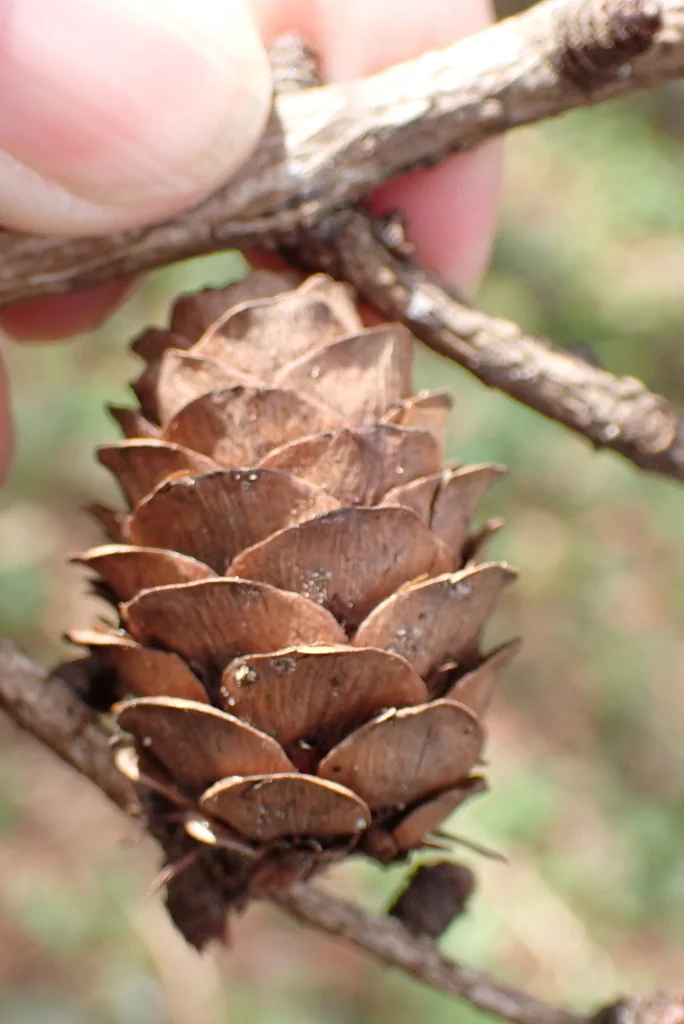 Larix Kaempferi