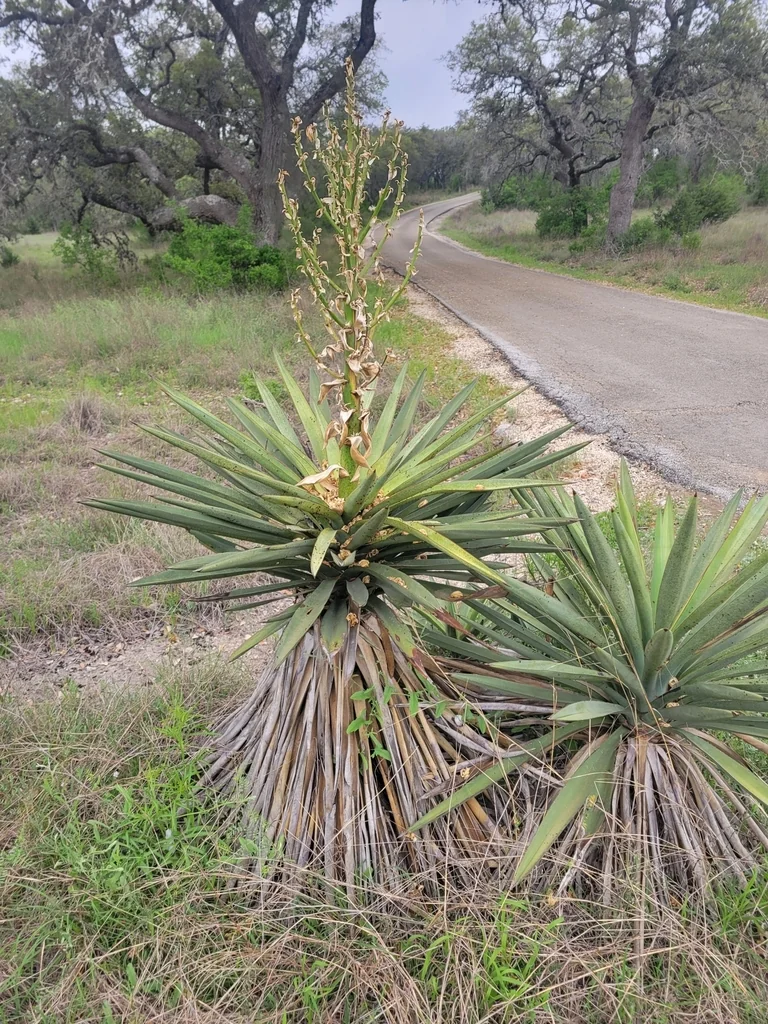 Yucca Treculiana