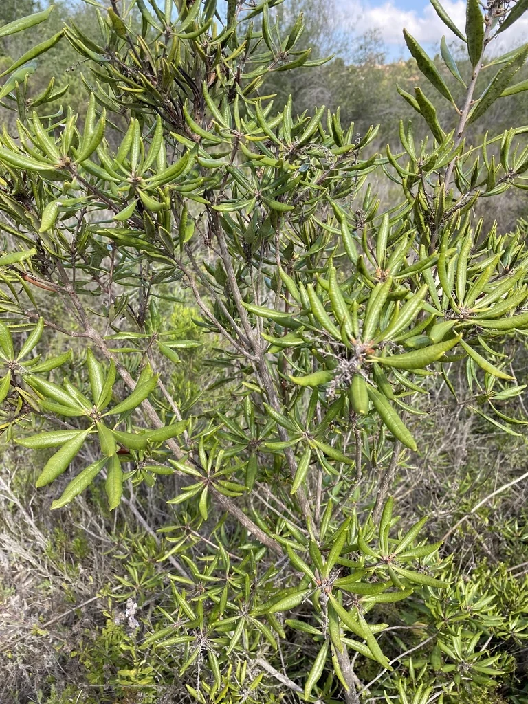 Comarostaphylis Diversifolia