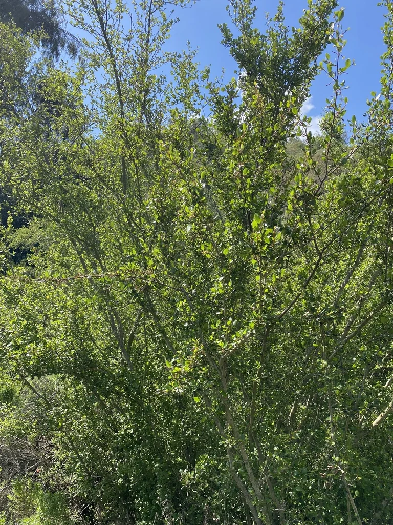 Cercocarpus Minutiflorus