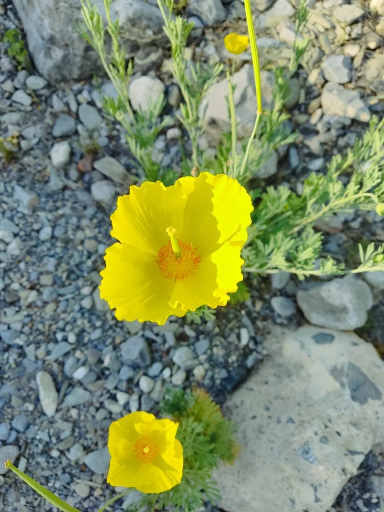 Hunnemannia Fumariifolia