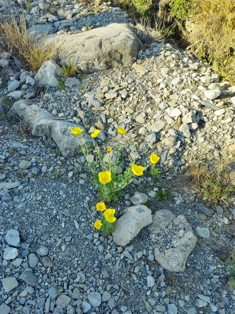 Hunnemannia Fumariifolia