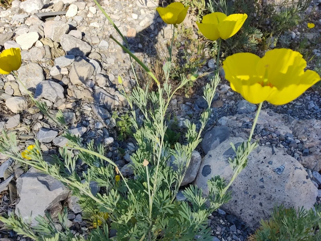 Hunnemannia Fumariifolia