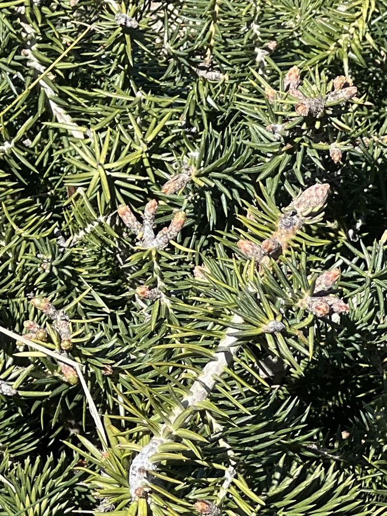 Abies Pinsapo