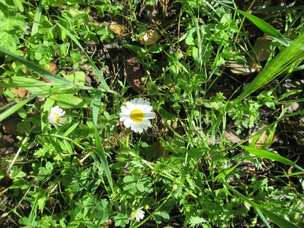 Chrysanthemum Paludosum