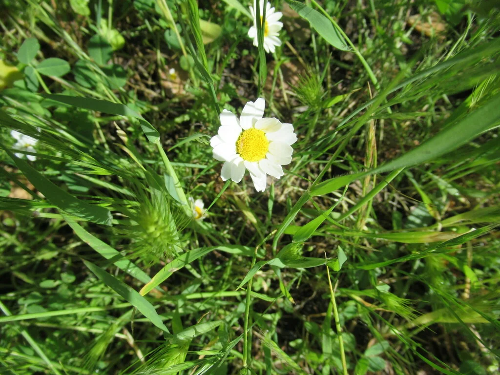 Chrysanthemum Paludosum