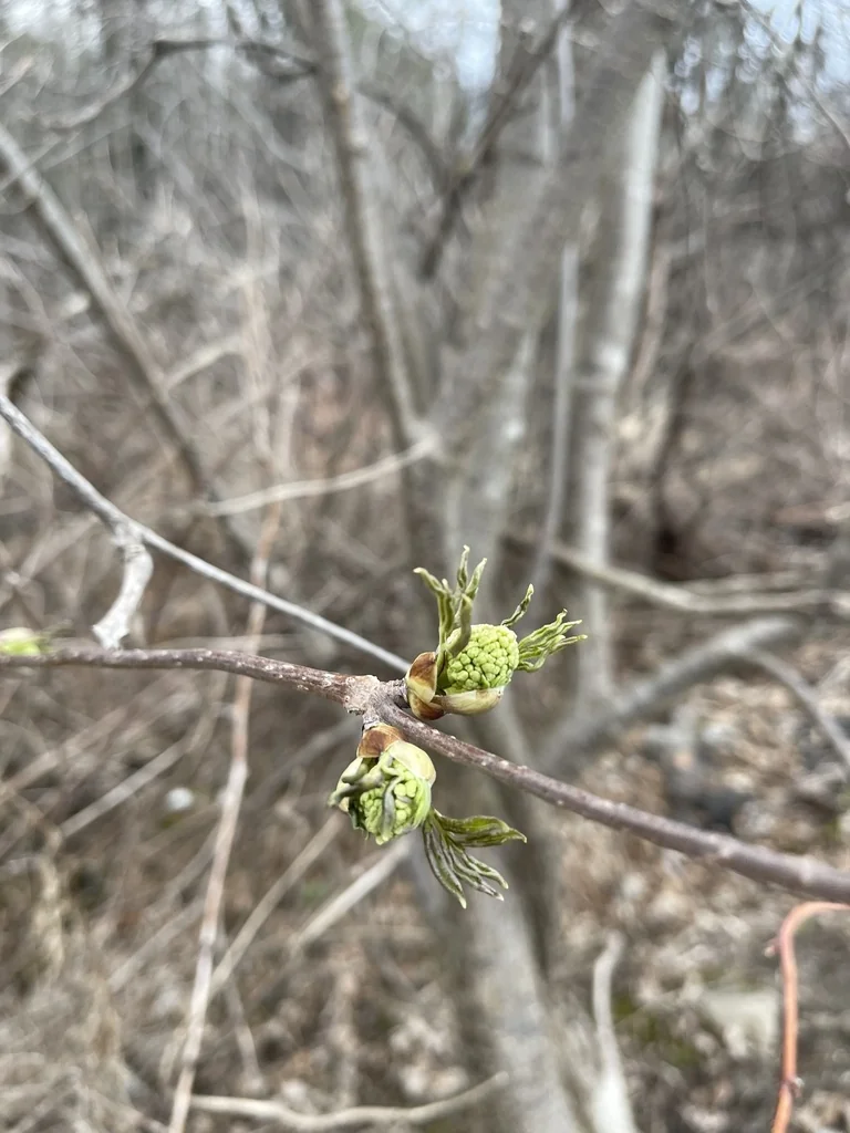 Sambucus Pubens