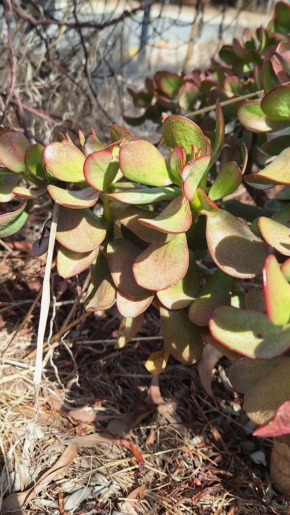 Crassula Ovata